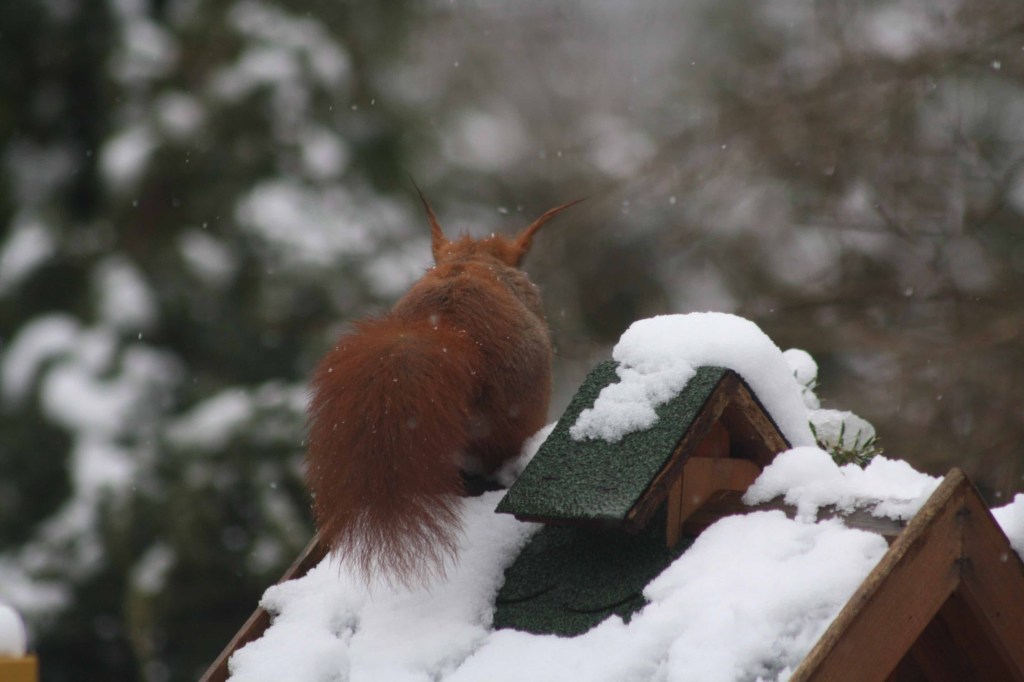 Ein Hauch von Star Wars im Vogelhaus