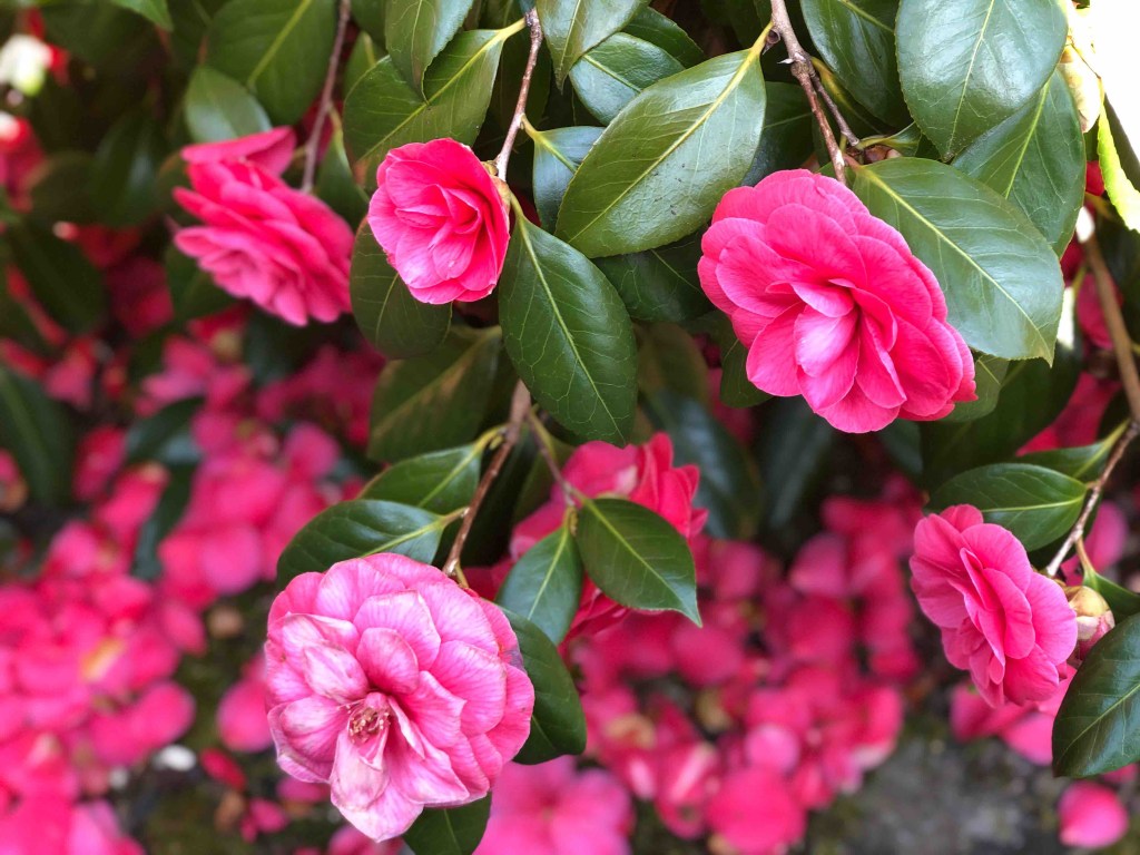 Erblüht die eine, verblüht die andere