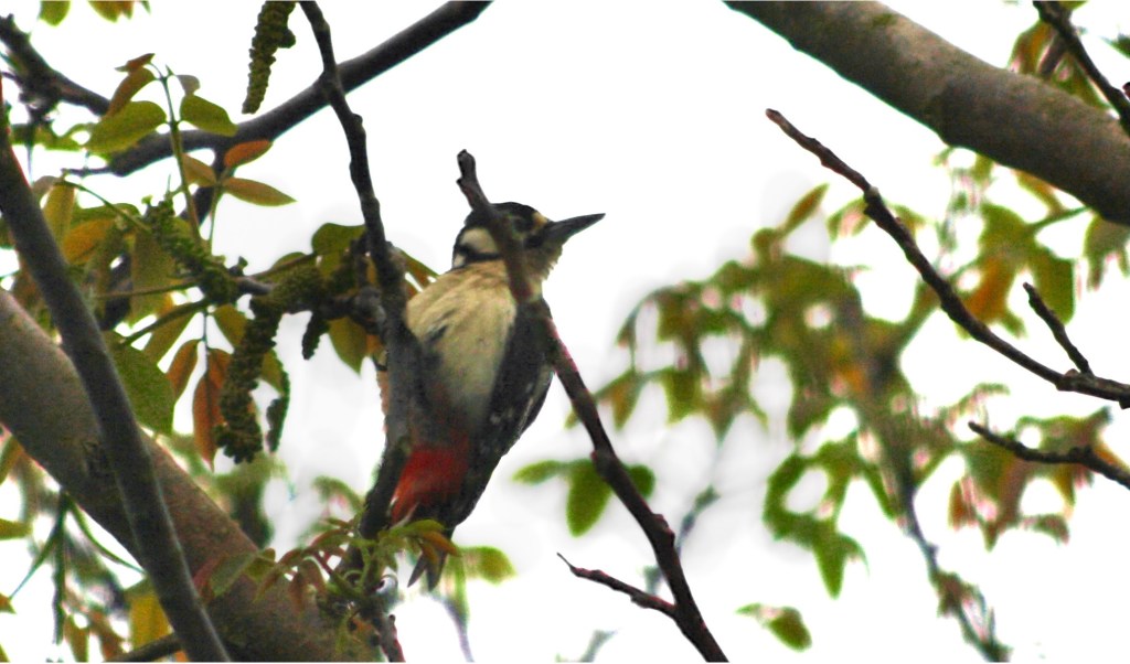 Seltener Besuch beim&nbsp;Frühstück