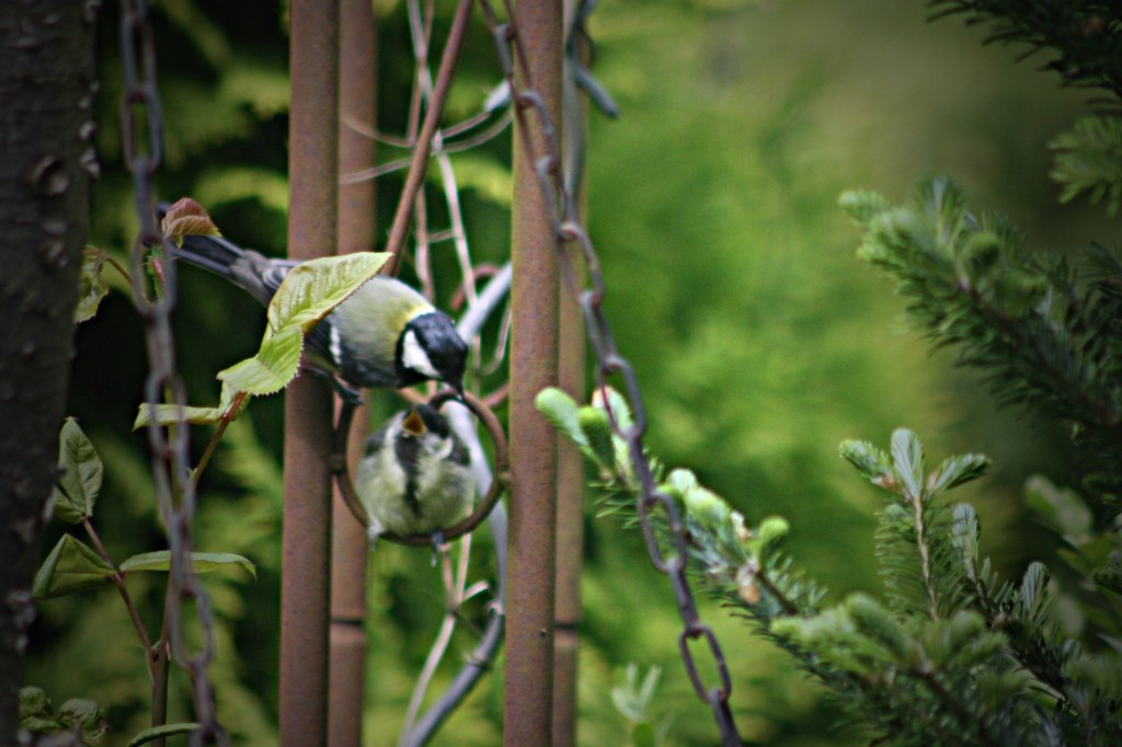 Mini-Meise fordert …