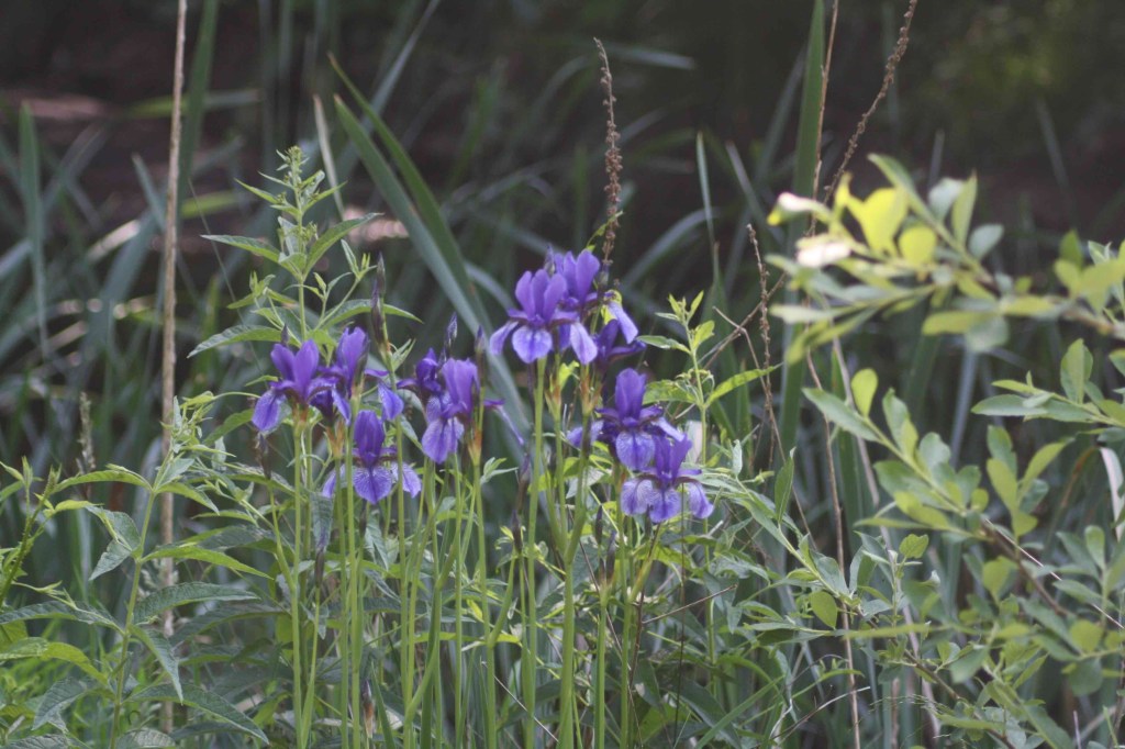 Wildes Leben auf dem Friedhof?