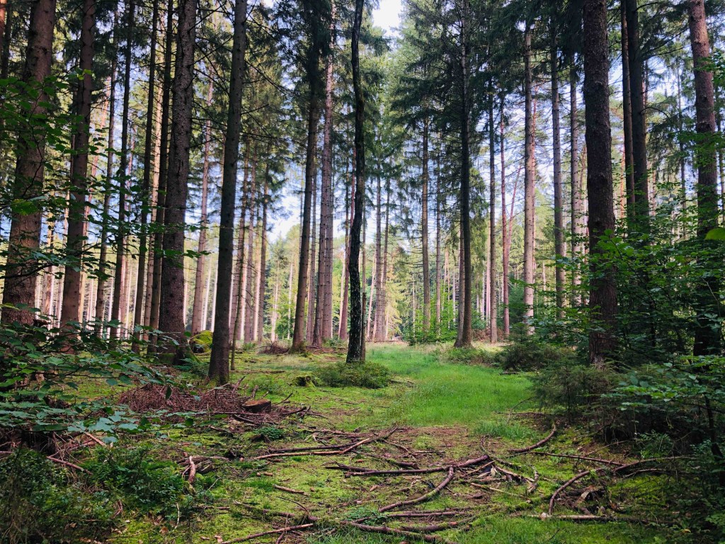 Ein Erlebnis im wilden Wald: von Maronen, Vogelgezwitscher und&nbsp;Waldbaden