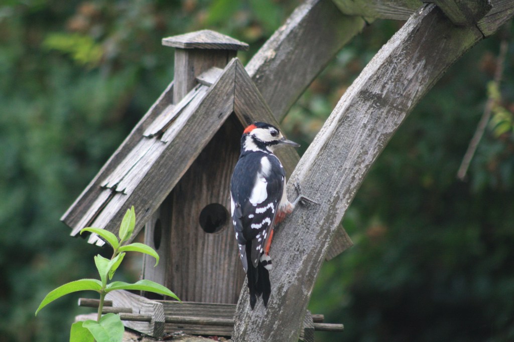 Der freche Specht …