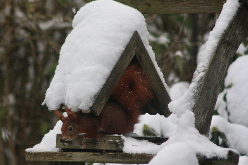 Eichhörnchen im Vogelhaus