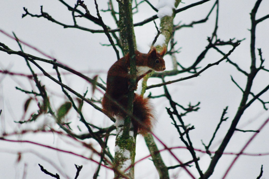 Eichhörnchen im Baum