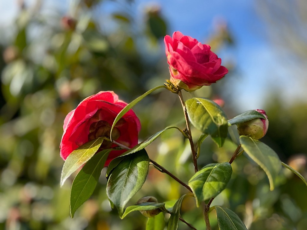 Frühling im Garten