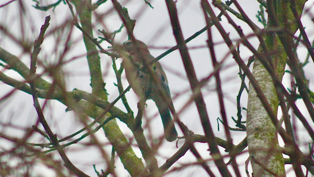 Eichelhäher im Garten