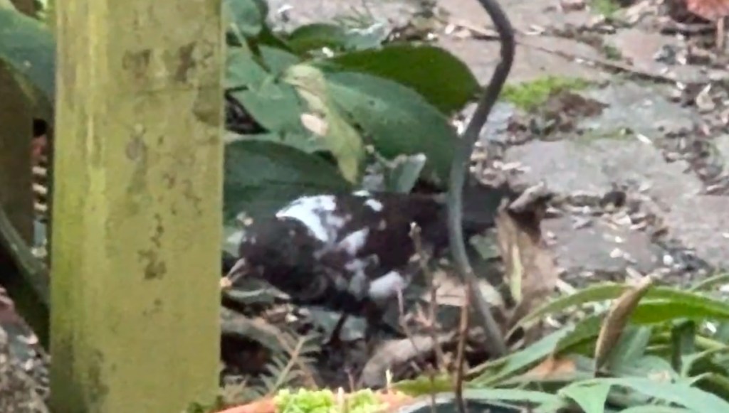 Amsel mit Pigmentstörung?