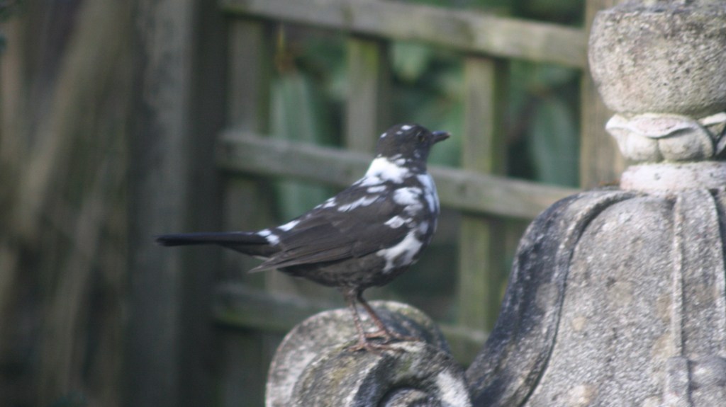 Flecky die gescheckte&nbsp;Amsel