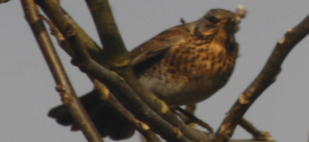 Artenvielfalt wächst