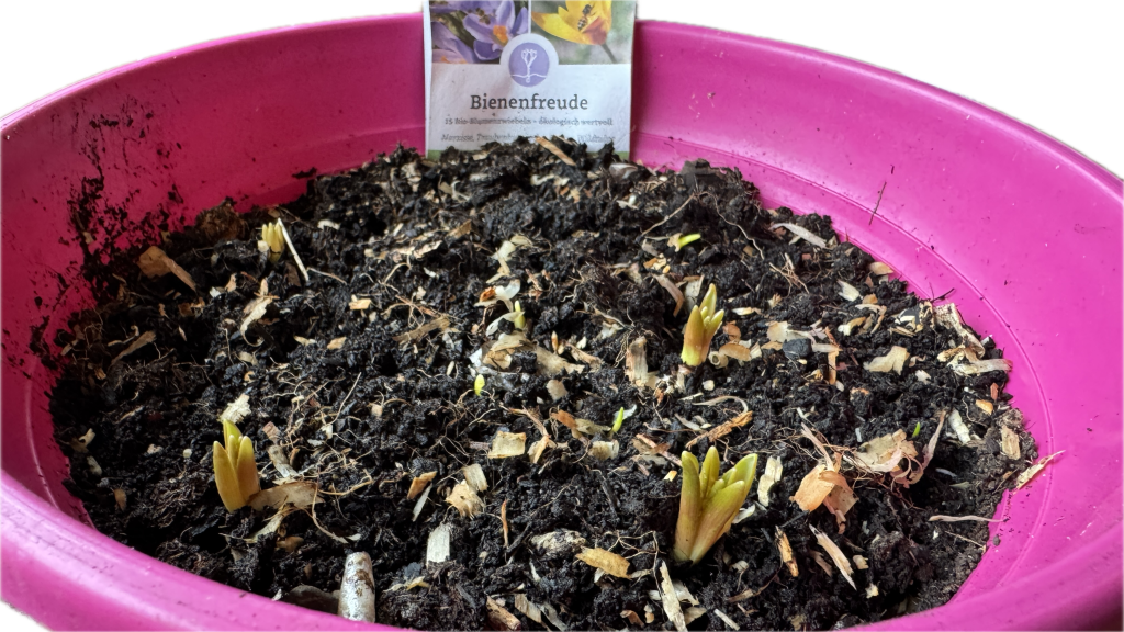 Bienenfreude züchten