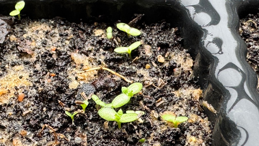 BUND Naturstauden III.