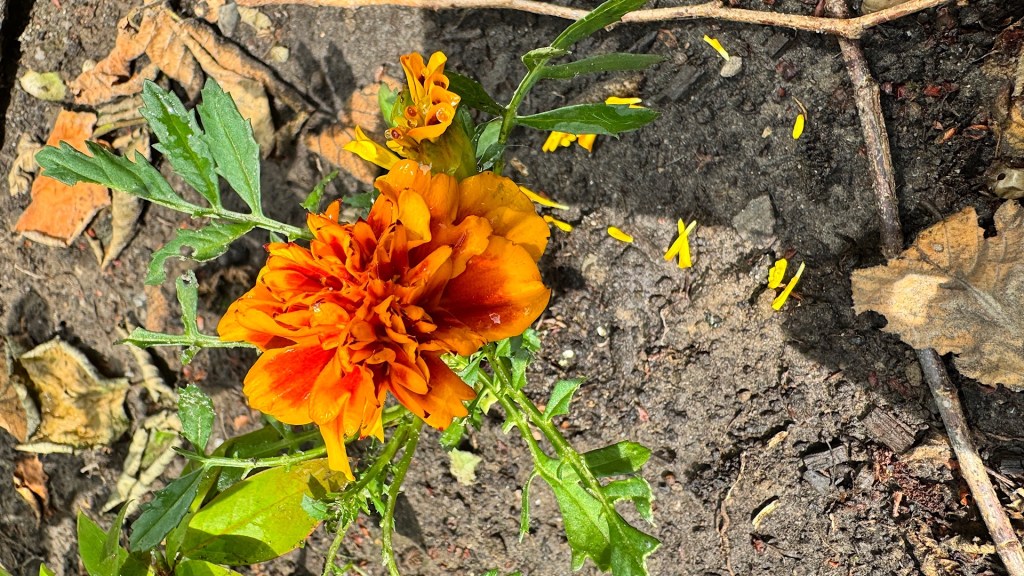 Wer frisst die&nbsp;Tagetes?