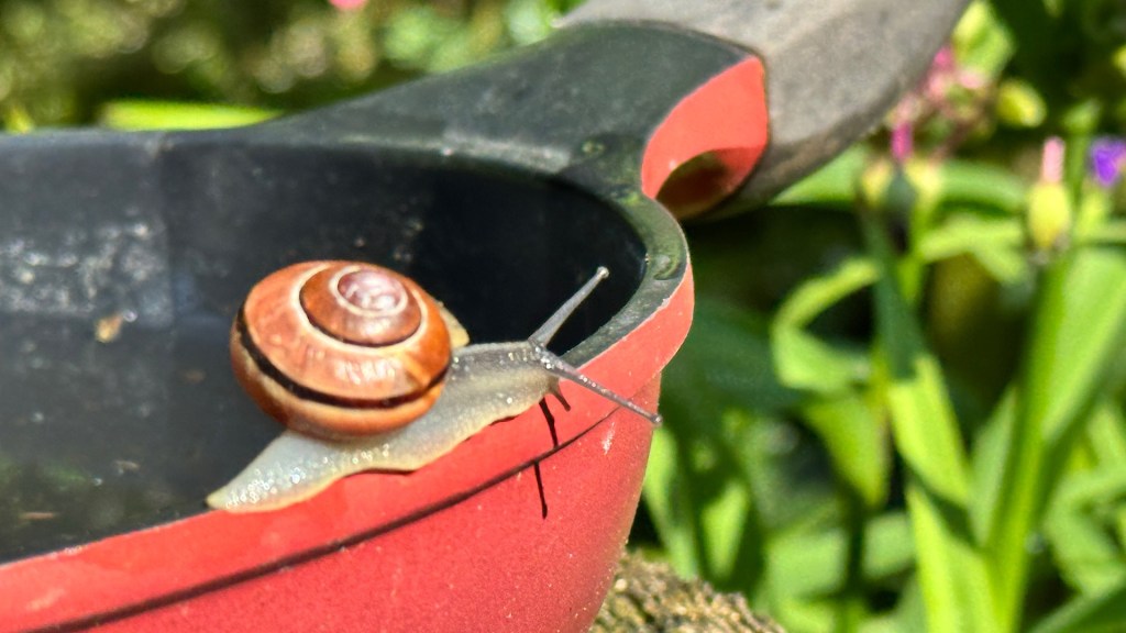 Bänderschnecke auf Abwegen