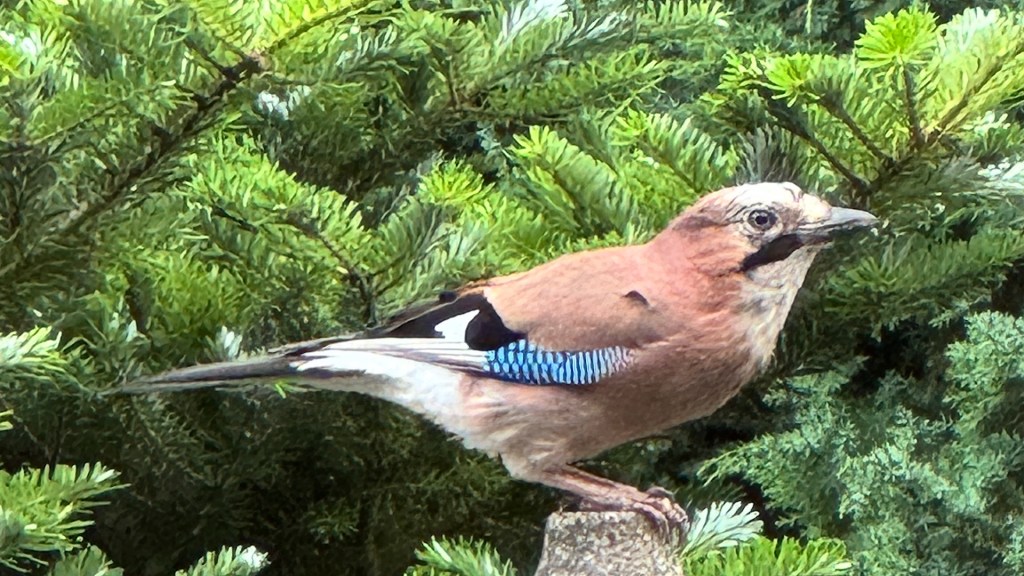 Eichelhäher zum Frühstück