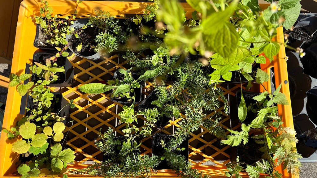 Naturstauden-Netztwerk VI.