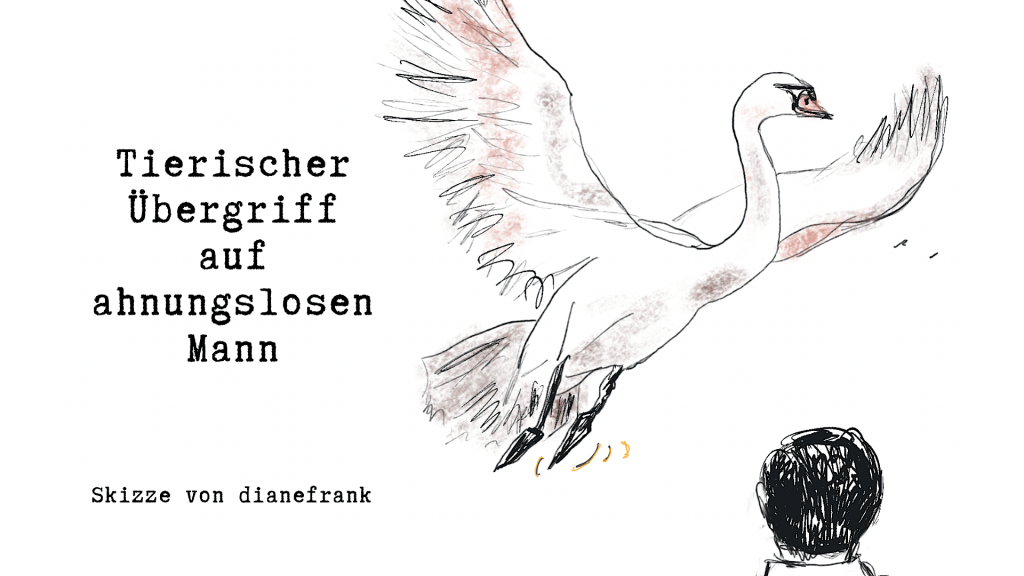 KO durch landenden&nbsp;Schwan