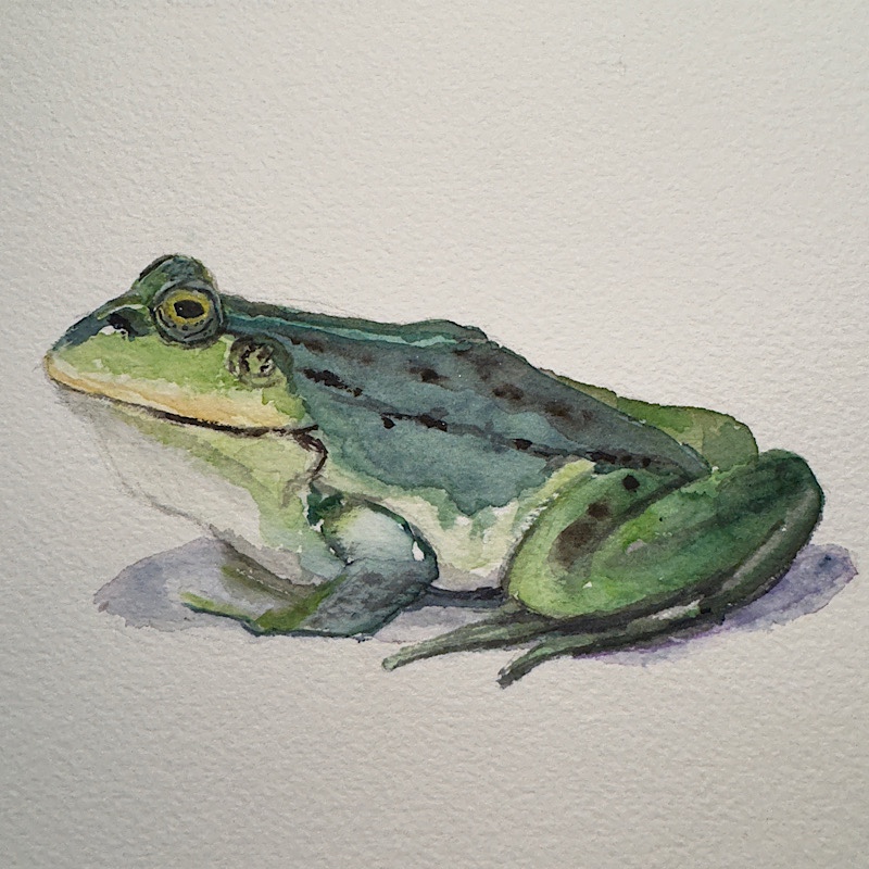Aquarell eines Teichfrosches