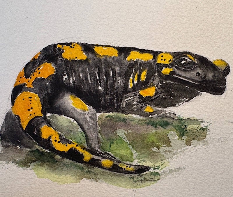 Aquarell eines Feuersalamanders