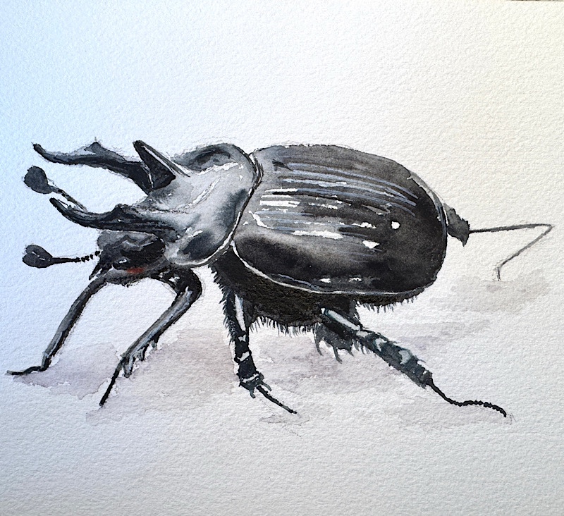 Aquarell eines Hirschkäfers
