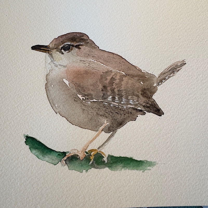 Aquarell eines Zaunkönigs